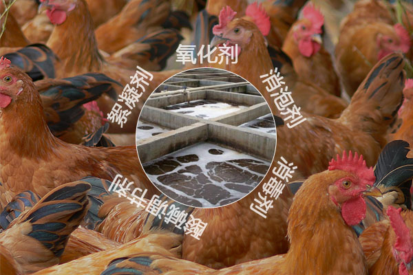 養(yǎng)雞場污水處理工藝流程及常用的化工原料有哪些？